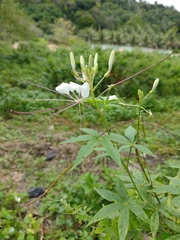 Tarenaya longicarpa (Tarenaya longicarpa)