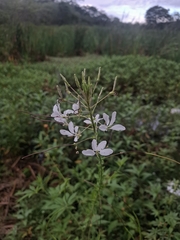 Tarenaya longicarpa (Tarenaya longicarpa)