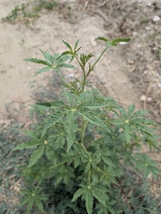 Tarenaya longicarpa (Tarenaya longicarpa)