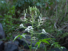 Tarenaya longicarpa (Tarenaya longicarpa)