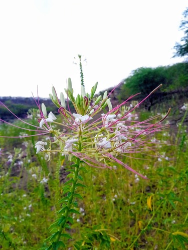 Tarenaya longicarpa (Tarenaya longicarpa)