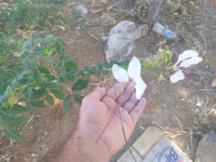 Tarenaya longicarpa (Tarenaya longicarpa)