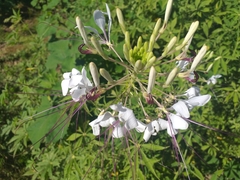 Tarenaya longicarpa (Tarenaya longicarpa)