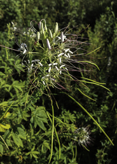 Tarenaya longicarpa (Tarenaya longicarpa)