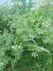 Tarenaya longicarpa (Tarenaya longicarpa)