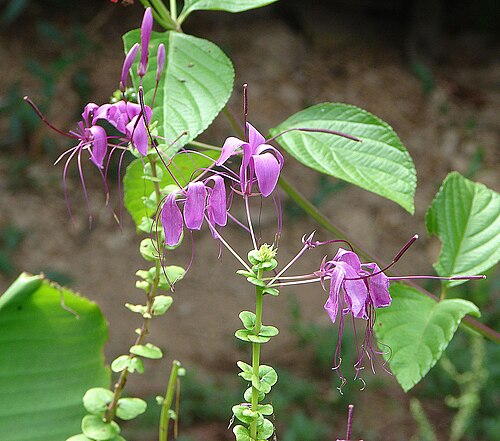 Tarenaya parviflora: From the seasonally flooded zone of the Amazon River in Colombia.