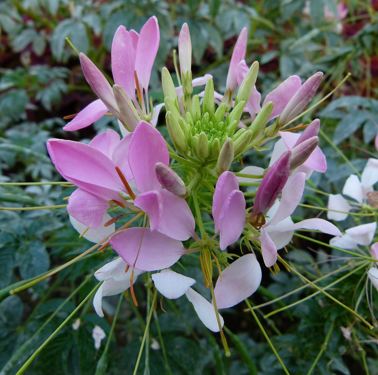 Spiny spiderflower: Cleome spinosa "Helene Cambel"