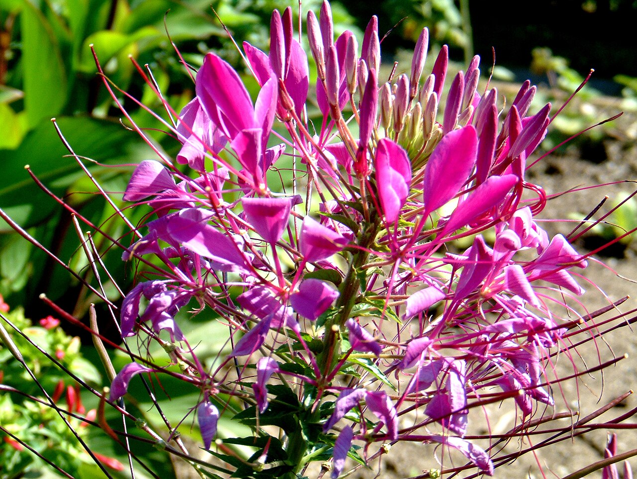 Spiny spiderflower: Cleome spinosa -_Spinnenpflanze_2, Grower: Mr. Vogel