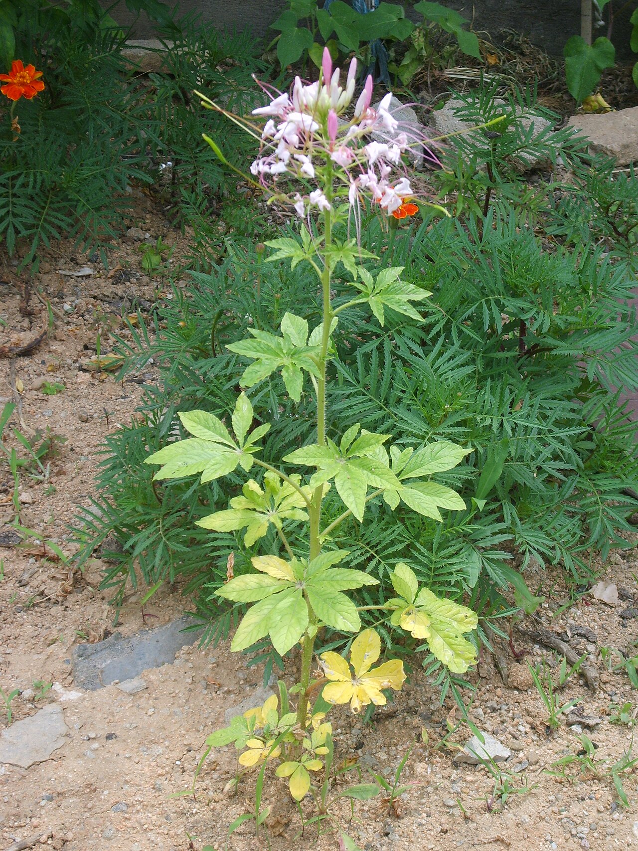 Spiny spiderflower: Cleome spinosa in Bupyung, Korea