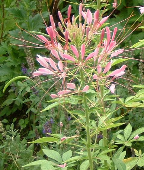 Spiny spiderflower: Eigen foto van zelf gezaaide plant in eigen tuin