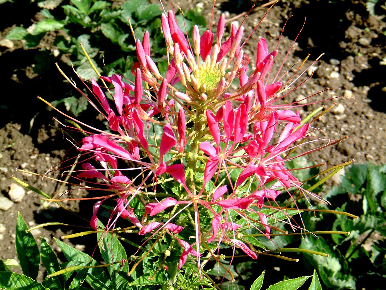 Spiny spiderflower: Cleome spinosa -_Spinnenpflanze_1. Grower: Mr. Vogel