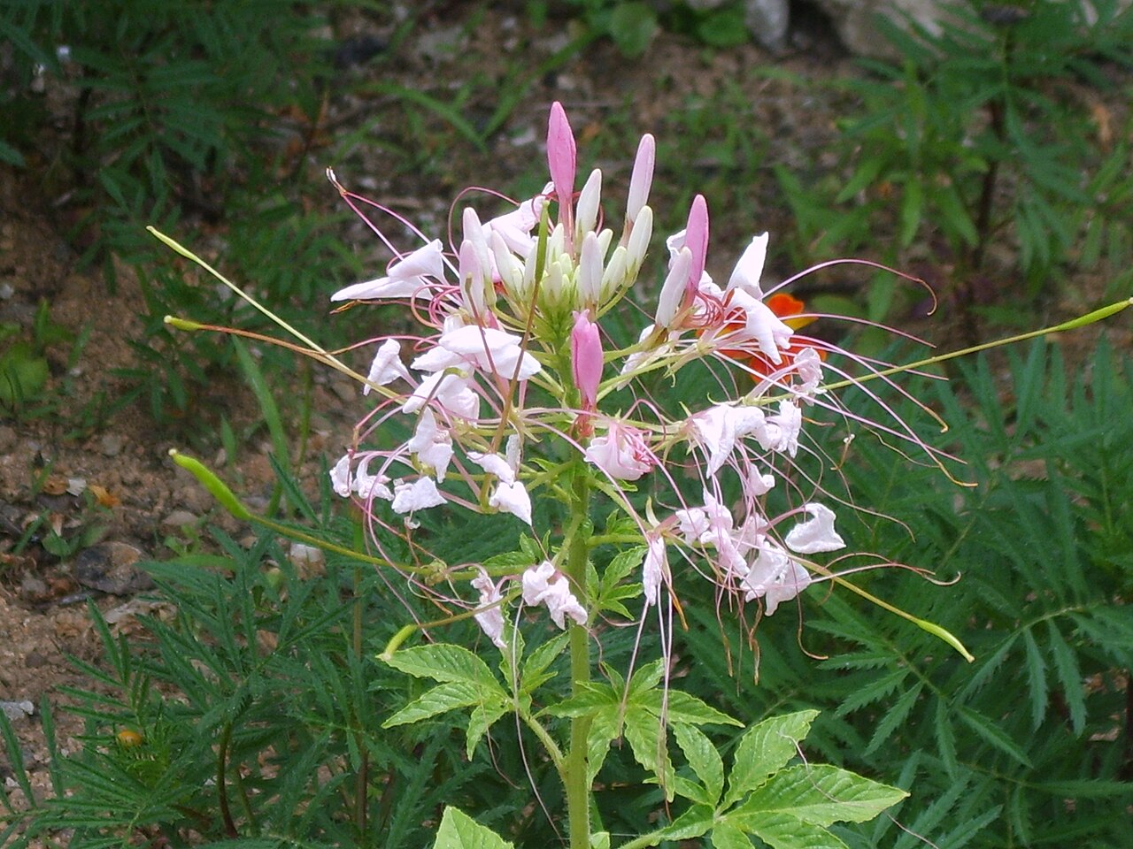 Spiny spiderflower: Cleome spinosa in Bupyung, Korea