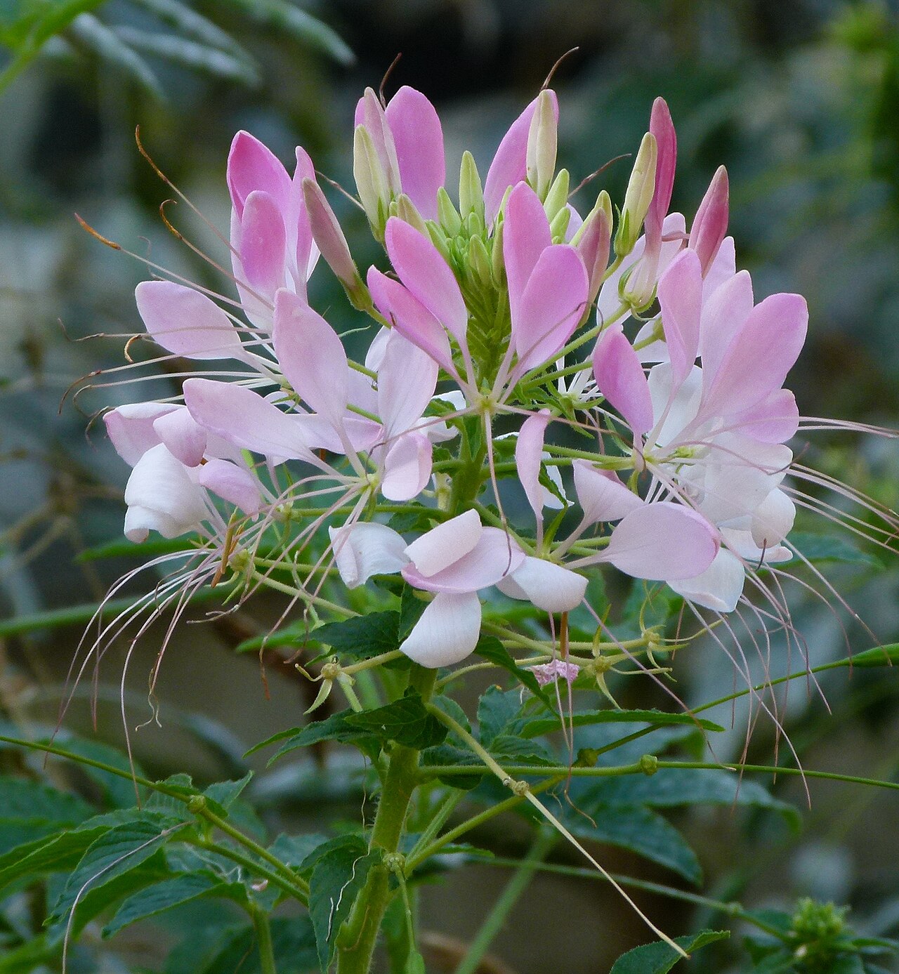 Spiny spiderflower: Cleome spinosa "Helene Cambel"