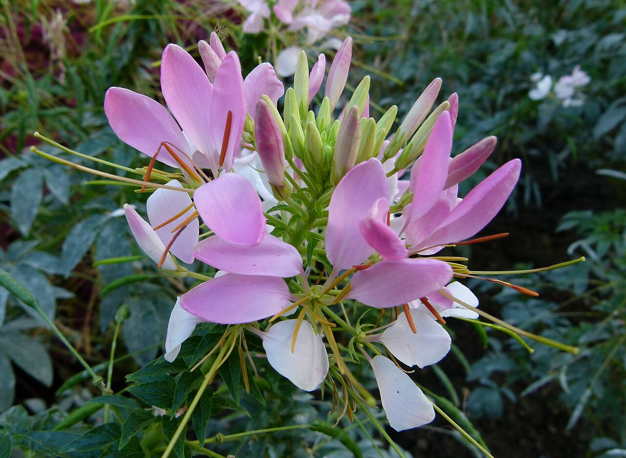 Spiny spiderflower: Cleome spinosa "Helene Cambel"