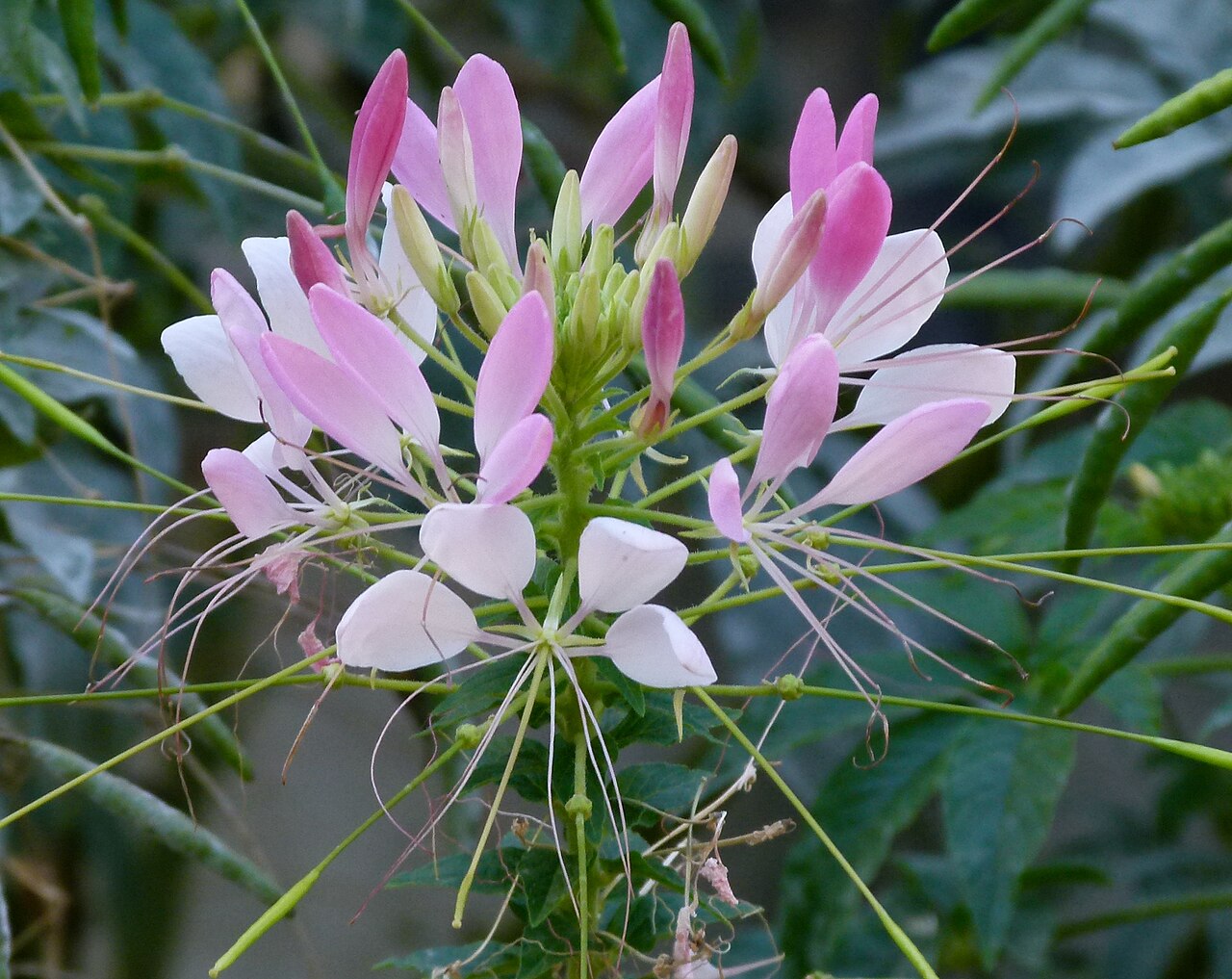 Spiny spiderflower: Cleome spinosa "Helene Cambel"