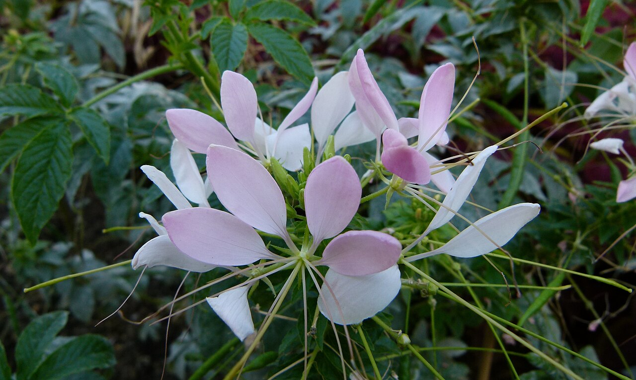 Spiny spiderflower: Cleome spinosa "Helene Cambel"