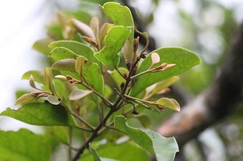 Taxillus chinensis (Taxillus chinensis)