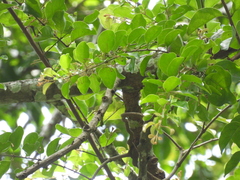 Taxillus chinensis (Taxillus chinensis)