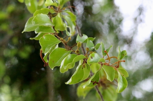 Taxillus chinensis (Taxillus chinensis)