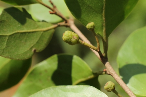 Taxillus chinensis (Taxillus chinensis)