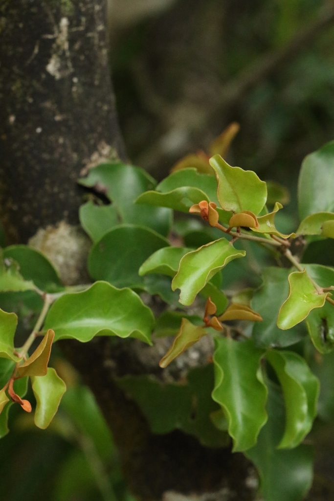 Taxillus chinensis (Taxillus chinensis)