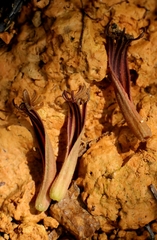 Taxillus chinensis (Taxillus chinensis)