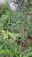 Taxillus chinensis (Taxillus chinensis)