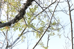 Taxillus chinensis (Taxillus chinensis)