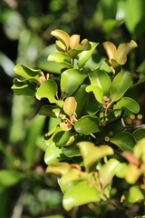 Taxillus chinensis (Taxillus chinensis)