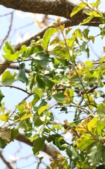 Taxillus chinensis (Taxillus chinensis)