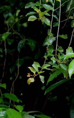 Taxillus chinensis (Taxillus chinensis)
