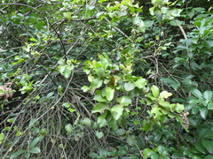 Taxillus chinensis (Taxillus chinensis)