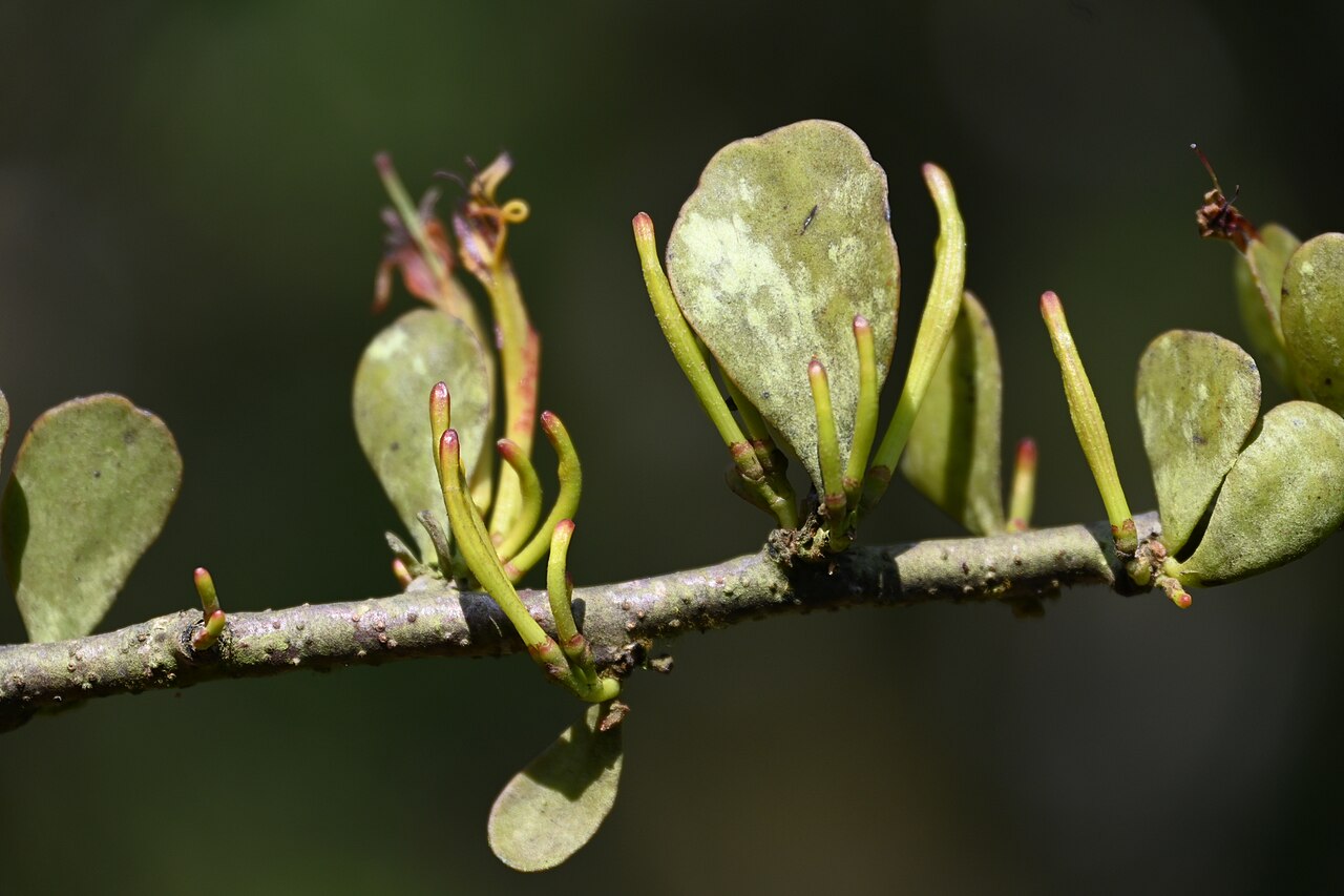 Taxillus cuneatus: Tadiandamol is the highest peak in the Kodagu (Coorg) district of Karnataka, India, standing at 1,748 meters (5,735 feet). It's a popular and scenic trekking de