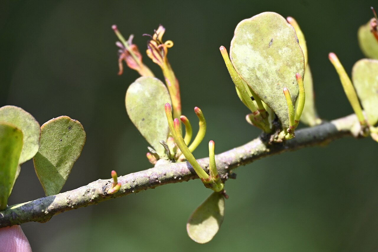 Taxillus cuneatus: Tadiandamol is the highest peak in the Kodagu (Coorg) district of Karnataka, India, standing at 1,748 meters (5,735 feet). It's a popular and scenic trekking de