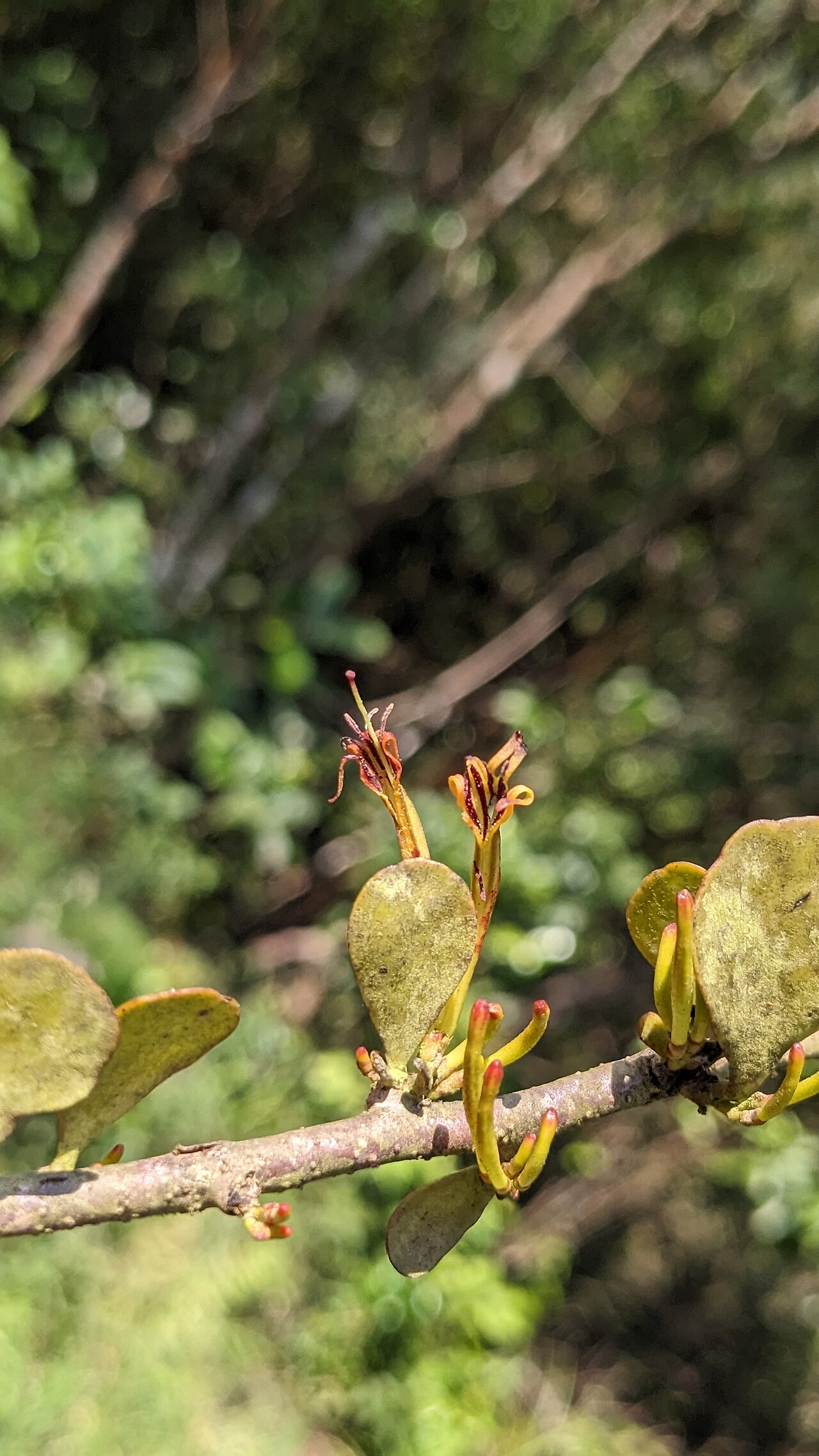 Taxillus cuneatus: Tadiandamol is the highest peak in the Kodagu (Coorg) district of Karnataka, India, standing at 1,748 meters (5,735 feet). It's a popular and scenic trekking de