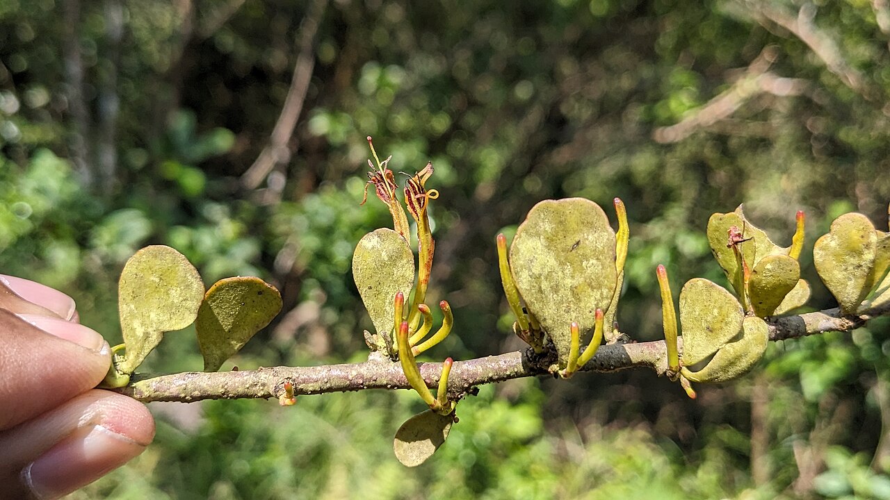 Taxillus cuneatus: Tadiandamol is the highest peak in the Kodagu (Coorg) district of Karnataka, India, standing at 1,748 meters (5,735 feet). It's a popular and scenic trekking de