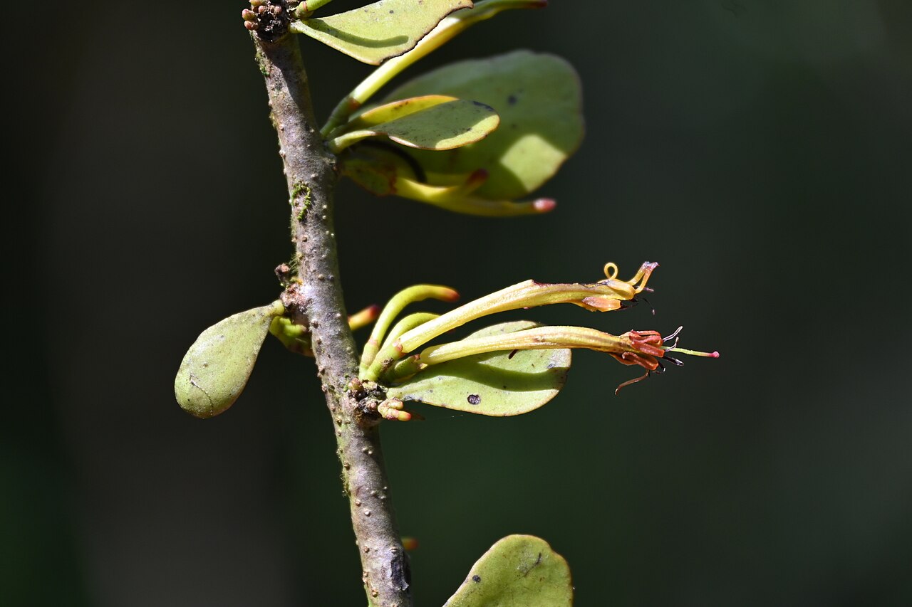 Taxillus cuneatus: Tadiandamol is the highest peak in the Kodagu (Coorg) district of Karnataka, India, standing at 1,748 meters (5,735 feet). It's a popular and scenic trekking de