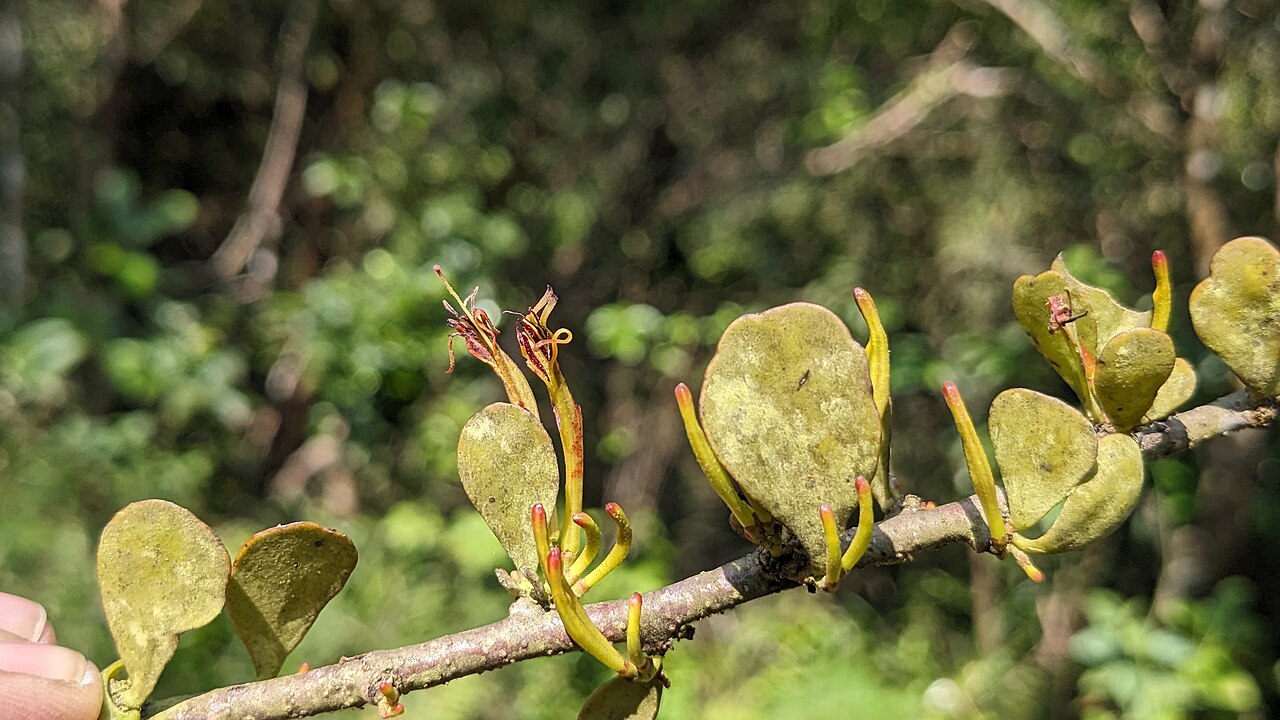 Taxillus cuneatus: Tadiandamol is the highest peak in the Kodagu (Coorg) district of Karnataka, India, standing at 1,748 meters (5,735 feet). It's a popular and scenic trekking de