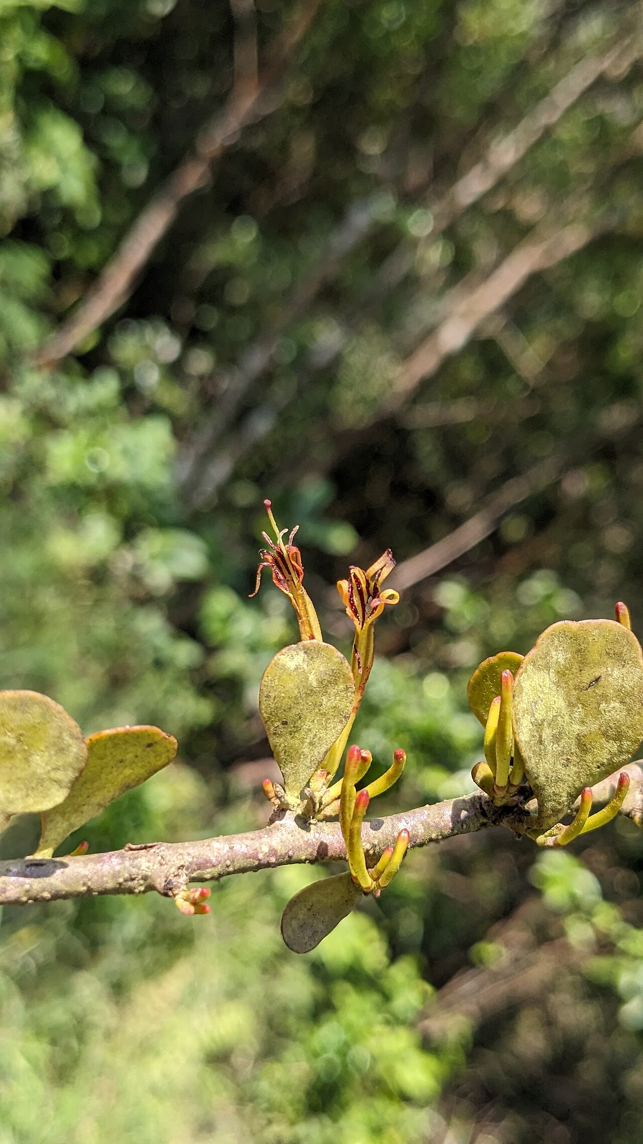 Taxillus cuneatus: Tadiandamol is the highest peak in the Kodagu (Coorg) district of Karnataka, India, standing at 1,748 meters (5,735 feet). It's a popular and scenic trekking de