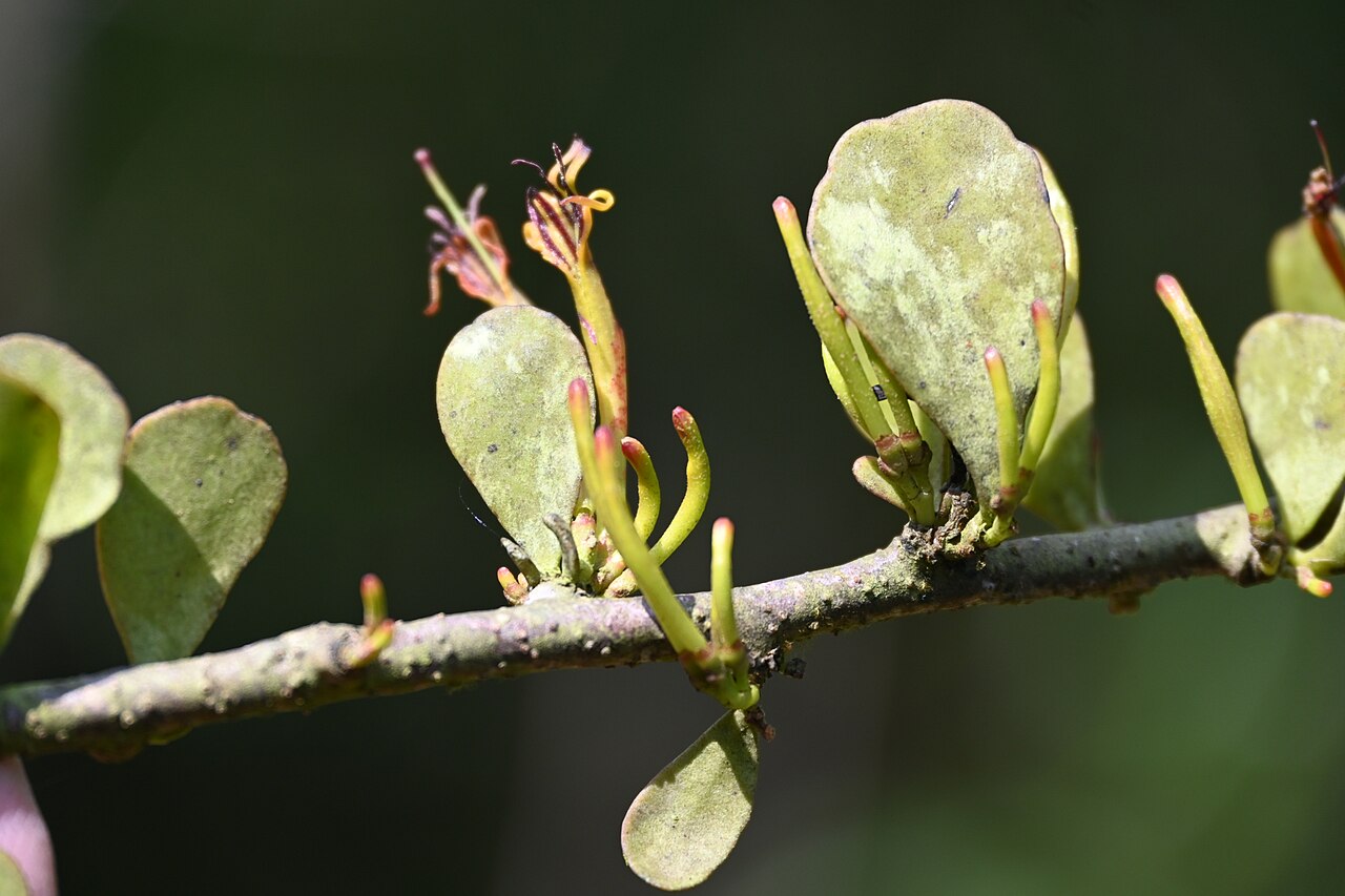 Taxillus cuneatus: Tadiandamol is the highest peak in the Kodagu (Coorg) district of Karnataka, India, standing at 1,748 meters (5,735 feet). It's a popular and scenic trekking de
