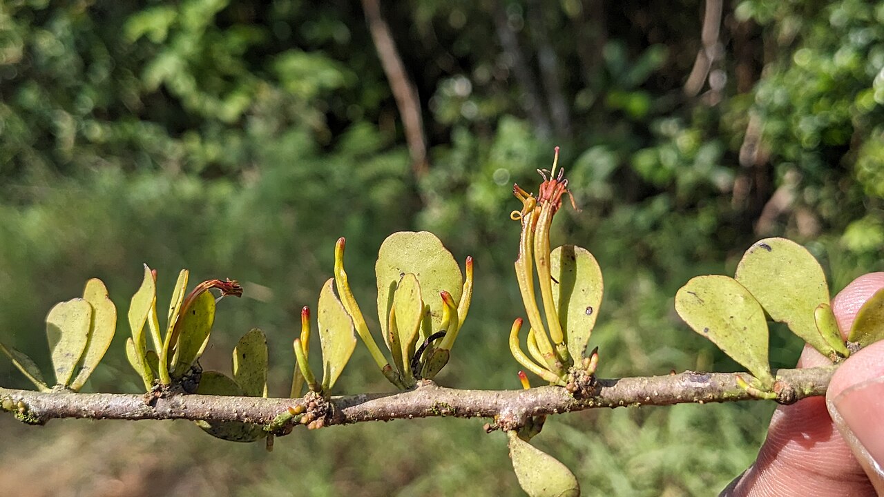 Taxillus cuneatus: Tadiandamol is the highest peak in the Kodagu (Coorg) district of Karnataka, India, standing at 1,748 meters (5,735 feet). It's a popular and scenic trekking de