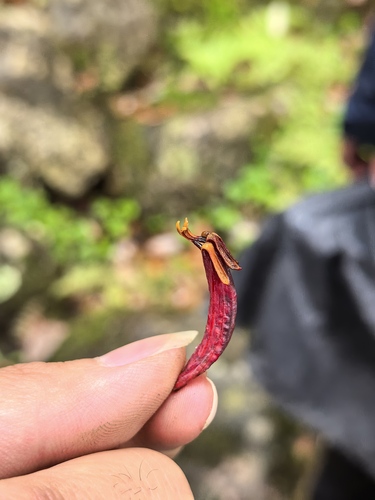 Taxillus delavayi (Taxillus delavayi)