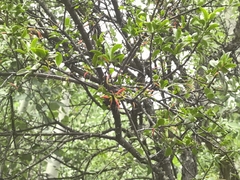 Taxillus delavayi (Taxillus delavayi)