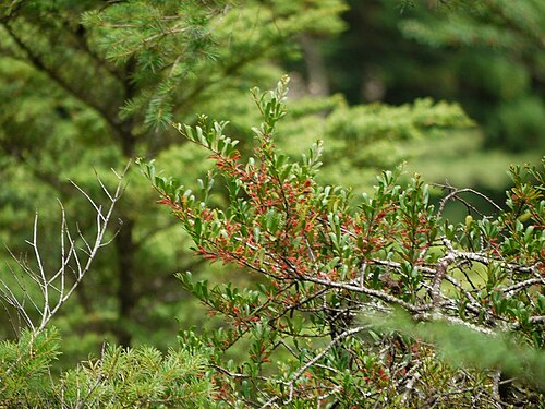 Taxillus kaempferi: Taxillus kaempferi：マツグミ 2010/08/08 和歌山県北山村：Kitayama V. Wakayama pref. Japan