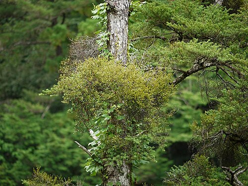 Taxillus kaempferi: Taxillus kaempferi：マツグミ 2010/08/08 和歌山県北山村：Kitayama V. Wakayama pref. Japan