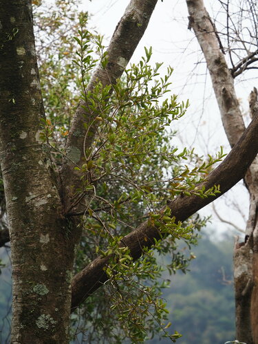 Taxillus liquidambaricola (Taxillus liquidambaricola)