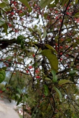 Taxillus liquidambaricola (Taxillus liquidambaricola)