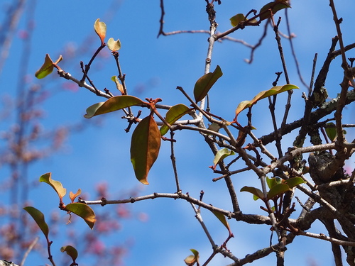 Taxillus liquidambaricola (Taxillus liquidambaricola)