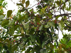 Taxillus liquidambaricola (Taxillus liquidambaricola)