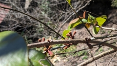 Taxillus liquidambaricola (Taxillus liquidambaricola)